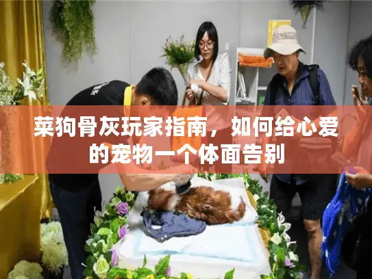菜狗骨灰玩家指南，如何给心爱的宠物一个体面告别