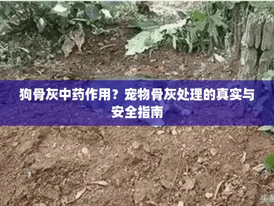 狗骨灰中药作用？宠物骨灰处理的真实与安全指南