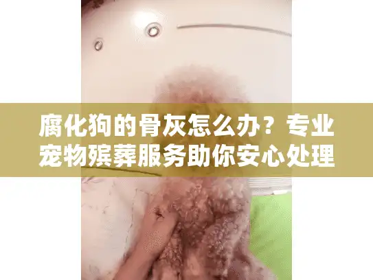 腐化狗的骨灰怎么办？专业宠物殡葬服务助你安心处理