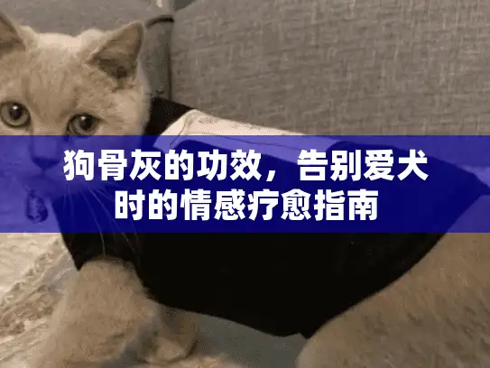 狗骨灰的功效，告别爱犬时的情感疗愈指南