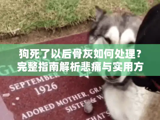 狗死了以后骨灰如何处理？完整指南解析悲痛与实用方案
