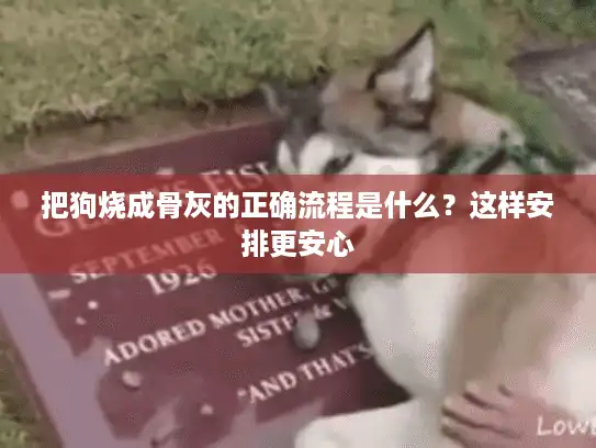 把狗烧成骨灰的正确流程是什么？这样安排更安心