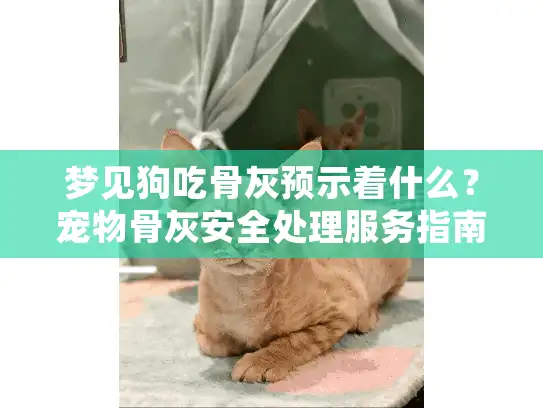 梦见狗吃骨灰预示着什么？宠物骨灰安全处理服务指南