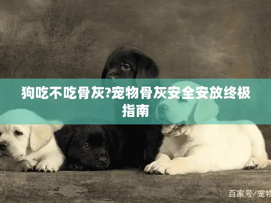 狗吃不吃骨灰?宠物骨灰安全安放终极指南