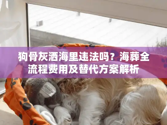 狗骨灰洒海里违法吗？海葬全流程费用及替代方案解析