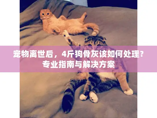 宠物离世后，4斤狗骨灰该如何处理？专业指南与解决方案