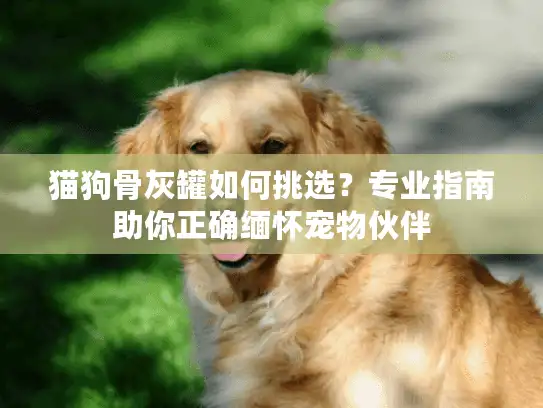 猫狗骨灰罐如何挑选？专业指南助你正确缅怀宠物伙伴