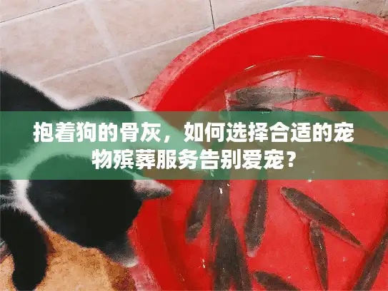 抱着狗的骨灰，如何选择合适的宠物殡葬服务告别爱宠？