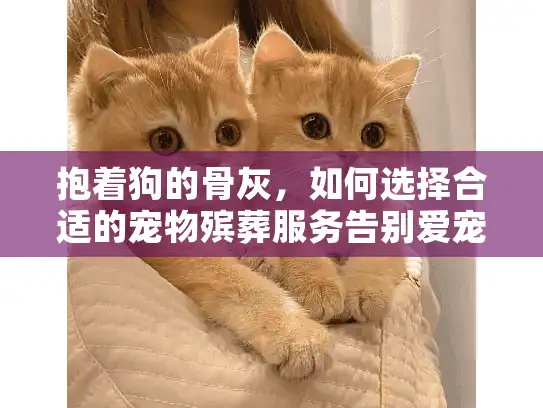 抱着狗的骨灰，如何选择合适的宠物殡葬服务告别爱宠？