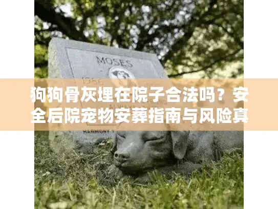 狗狗骨灰埋在院子合法吗？安全后院宠物安葬指南与风险真相