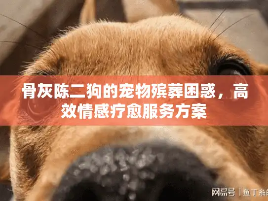 骨灰陈二狗的宠物殡葬困惑，高效情感疗愈服务方案