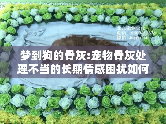 梦到狗的骨灰:宠物骨灰处理不当的长期情感困扰如何化解?