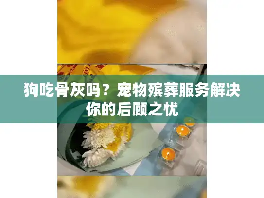 狗吃骨灰吗？宠物殡葬服务解决你的后顾之忧