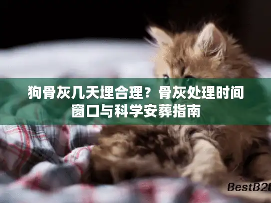 狗骨灰几天埋合理？骨灰处理时间窗口与科学安葬指南