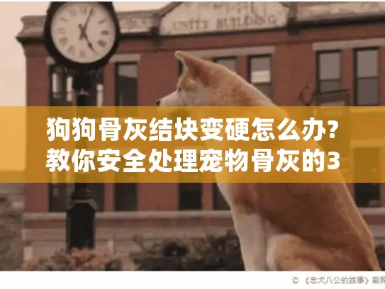狗狗骨灰结块变硬怎么办?教你安全处理宠物骨灰的3个方法