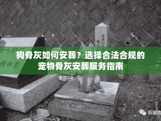 狗骨灰如何安葬？选择合法合规的宠物骨灰安葬服务指南