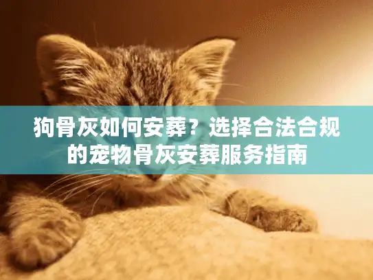 狗骨灰如何安葬？选择合法合规的宠物骨灰安葬服务指南