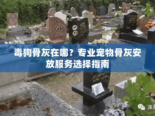 毒狗骨灰在哪？专业宠物骨灰安放服务选择指南
