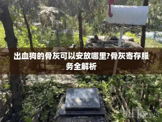 出血狗的骨灰可以安放哪里?骨灰寄存服务全解析