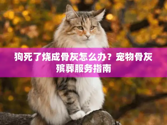 狗死了烧成骨灰怎么办？宠物骨灰殡葬服务指南