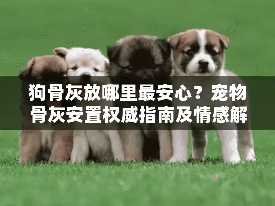 狗骨灰放哪里最安心？宠物骨灰安置权威指南及情感解决方案