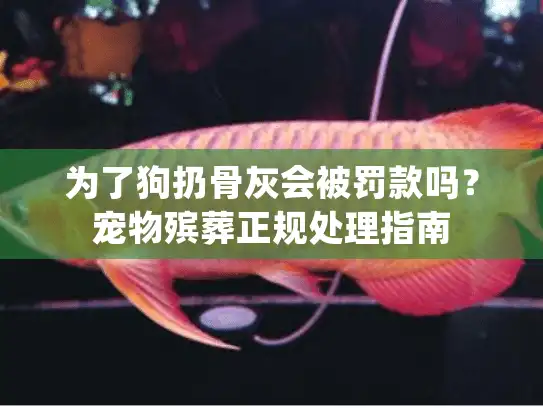 为了狗扔骨灰会被罚款吗？宠物殡葬正规处理指南