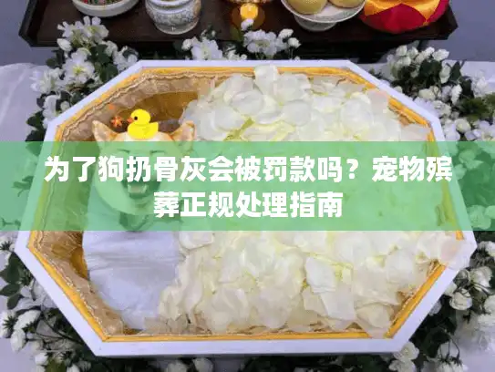 为了狗扔骨灰会被罚款吗？宠物殡葬正规处理指南