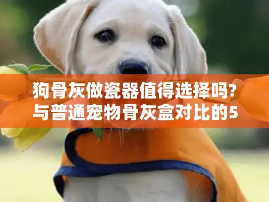 狗骨灰做瓷器值得选择吗?与普通宠物骨灰盒对比的5大优势