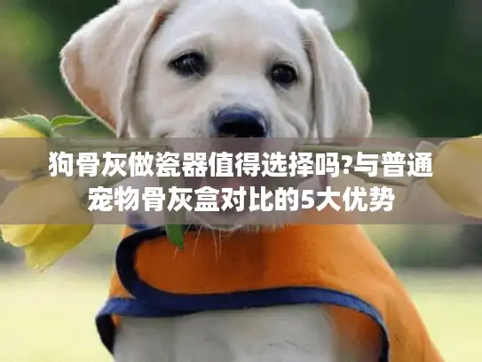 狗骨灰做瓷器值得选择吗?与普通宠物骨灰盒对比的5大优势