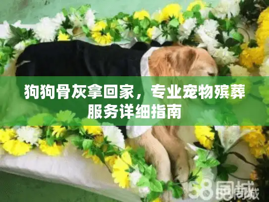 狗狗骨灰拿回家，专业宠物殡葬服务详细指南