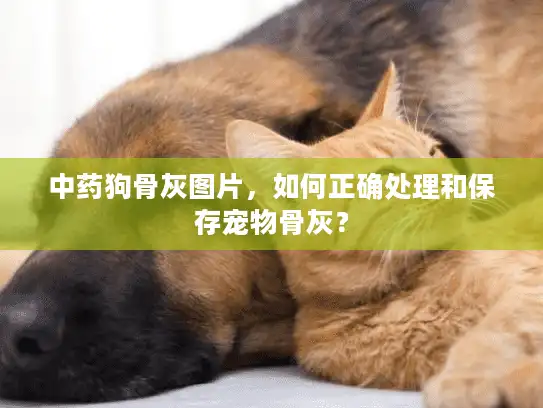 中药狗骨灰图片，如何正确处理和保存宠物骨灰？