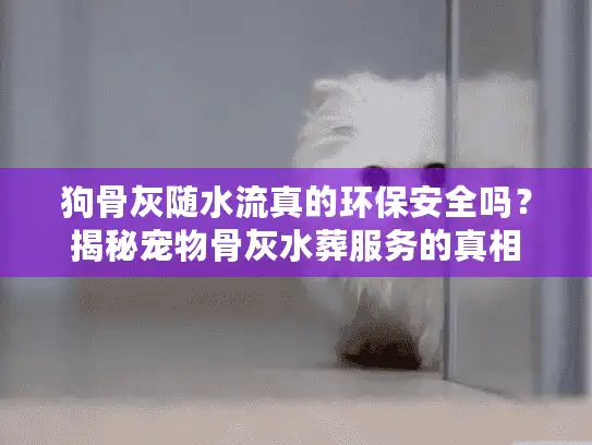 狗骨灰随水流真的环保安全吗？揭秘宠物骨灰水葬服务的真相