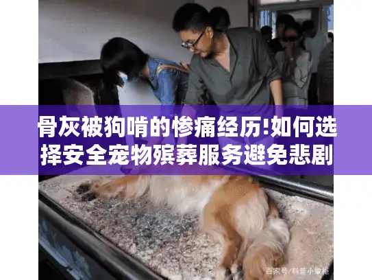 骨灰被狗啃的惨痛经历!如何选择安全宠物殡葬服务避免悲剧