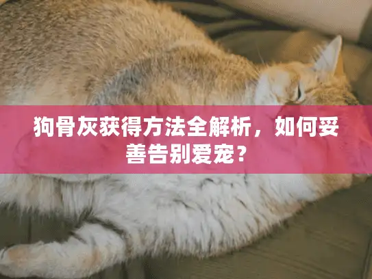 狗骨灰获得方法全解析，如何妥善告别爱宠？