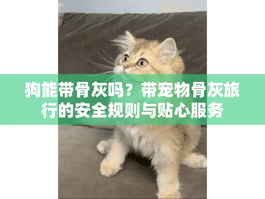 狗能带骨灰吗？带宠物骨灰旅行的安全规则与贴心服务