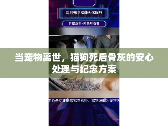 当宠物离世，猫狗死后骨灰的安心处理与纪念方案