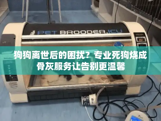 狗狗离世后的困扰？专业死狗烧成骨灰服务让告别更温馨