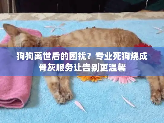 狗狗离世后的困扰？专业死狗烧成骨灰服务让告别更温馨