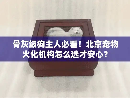 骨灰级狗主人必看！北京宠物火化机构怎么选才安心？