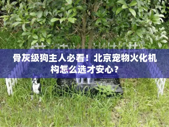 骨灰级狗主人必看！北京宠物火化机构怎么选才安心？