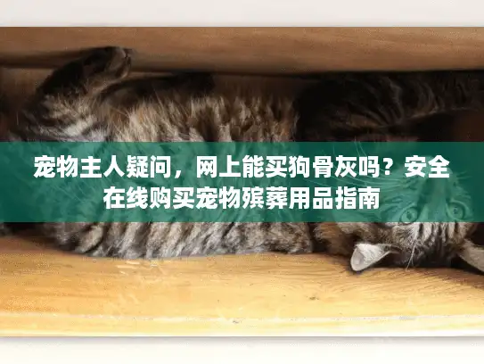 宠物主人疑问，网上能买狗骨灰吗？安全在线购买宠物殡葬用品指南