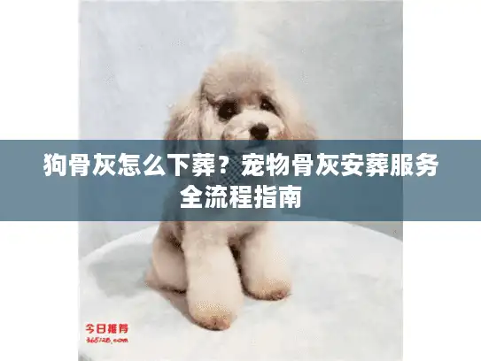 狗骨灰怎么下葬？宠物骨灰安葬服务全流程指南