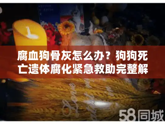 腐血狗骨灰怎么办？狗狗死亡遗体腐化紧急救助完整解决