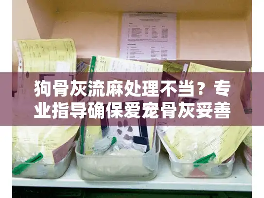 狗骨灰流麻处理不当？专业指导确保爱宠骨灰妥善保存