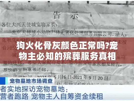 狗火化骨灰颜色正常吗?宠物主必知的殡葬服务真相