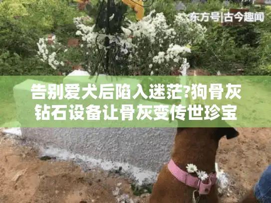 告别爱犬后陷入迷茫?狗骨灰钻石设备让骨灰变传世珍宝