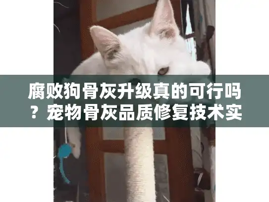 腐败狗骨灰升级真的可行吗？宠物骨灰品质修复技术实测解析