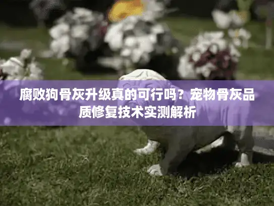 腐败狗骨灰升级真的可行吗？宠物骨灰品质修复技术实测解析