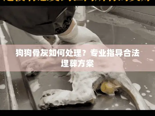 狗狗骨灰如何处理？专业指导合法埋葬方案