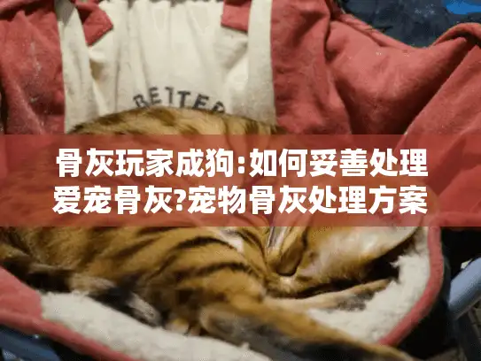 骨灰玩家成狗:如何妥善处理爱宠骨灰?宠物骨灰处理方案全解析